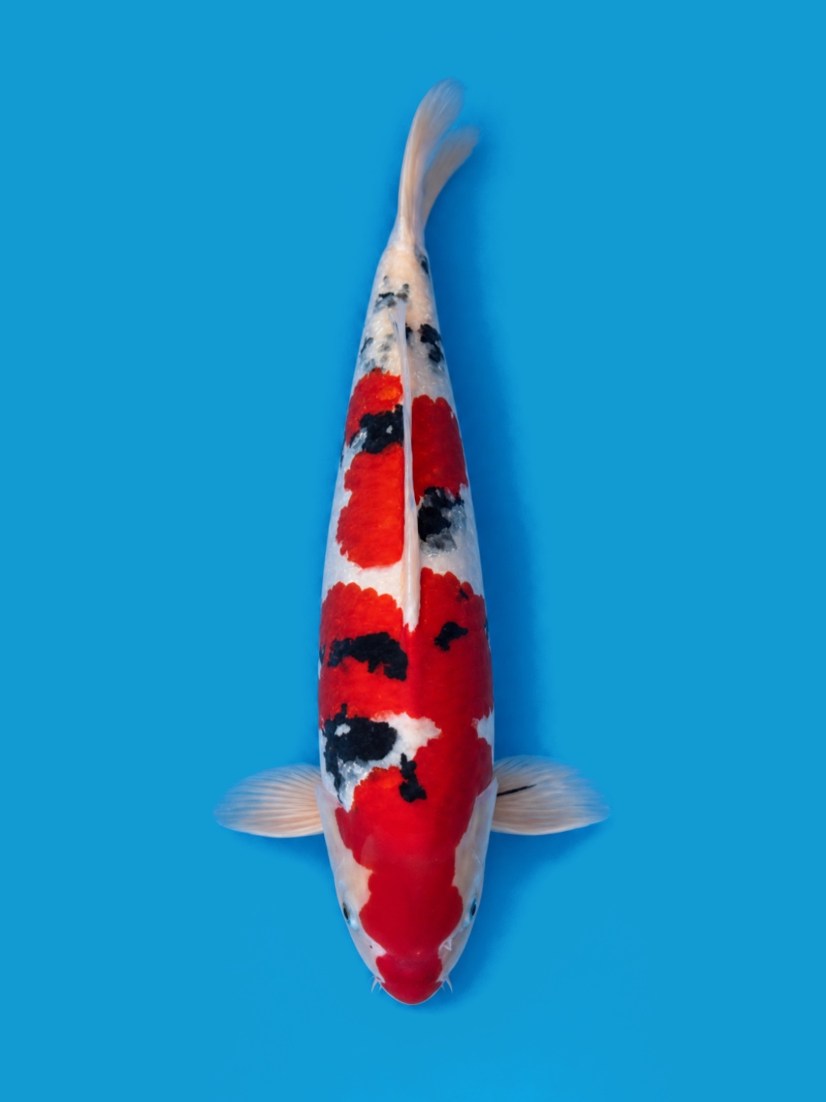 Finished portrait of the Sanke koi