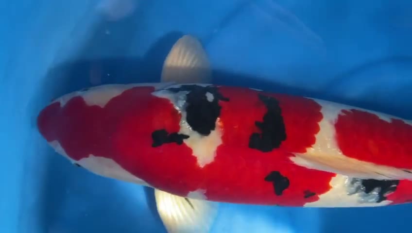 Video still of the Sanke koi